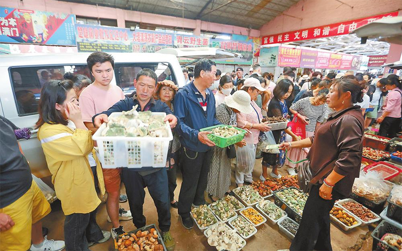 “云菌”飘香引客来